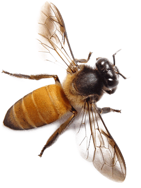 abeja